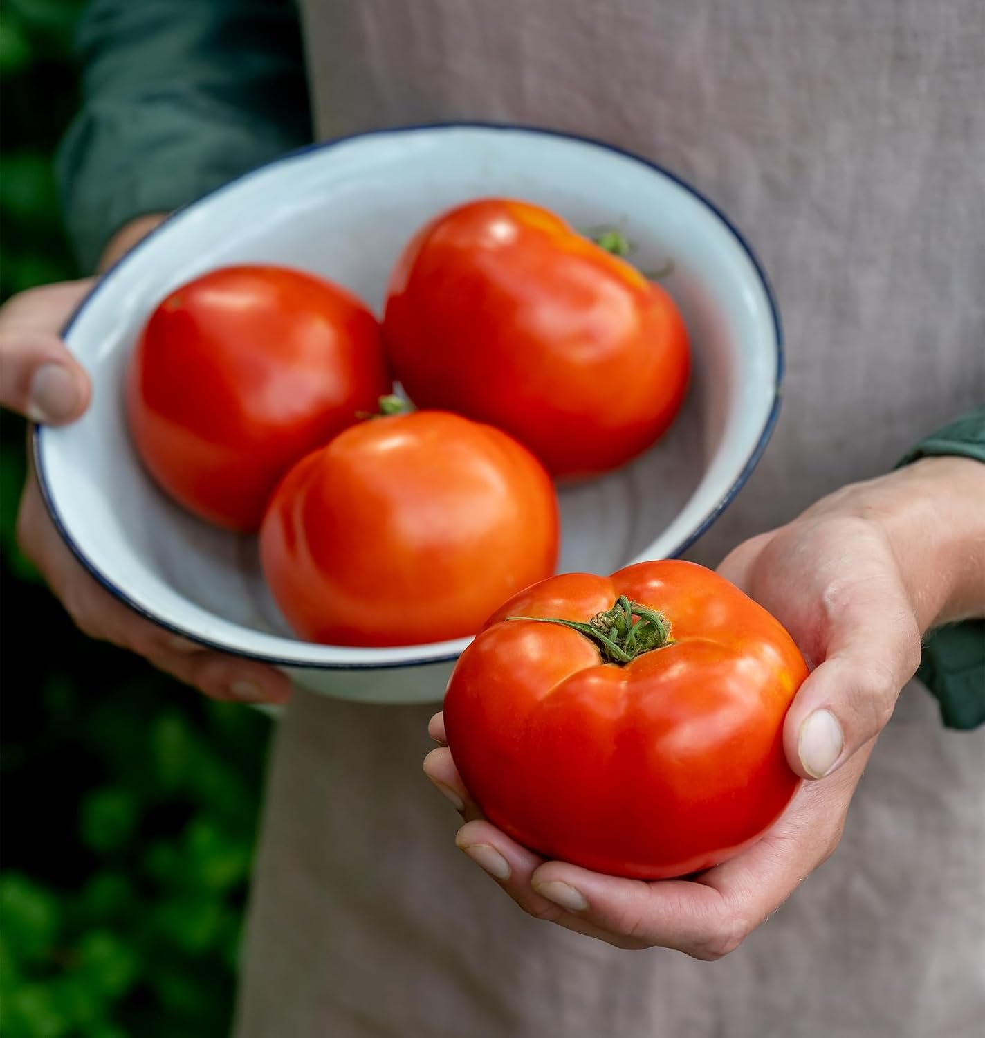 Burpee ‘Celebrity’ Hybrid Red Tomato Slicer 35 Non-GMO Seeds for Planting Disease-Resistant and Award-Winning Variety Big Juicy Tomato for Summer Sandwiches