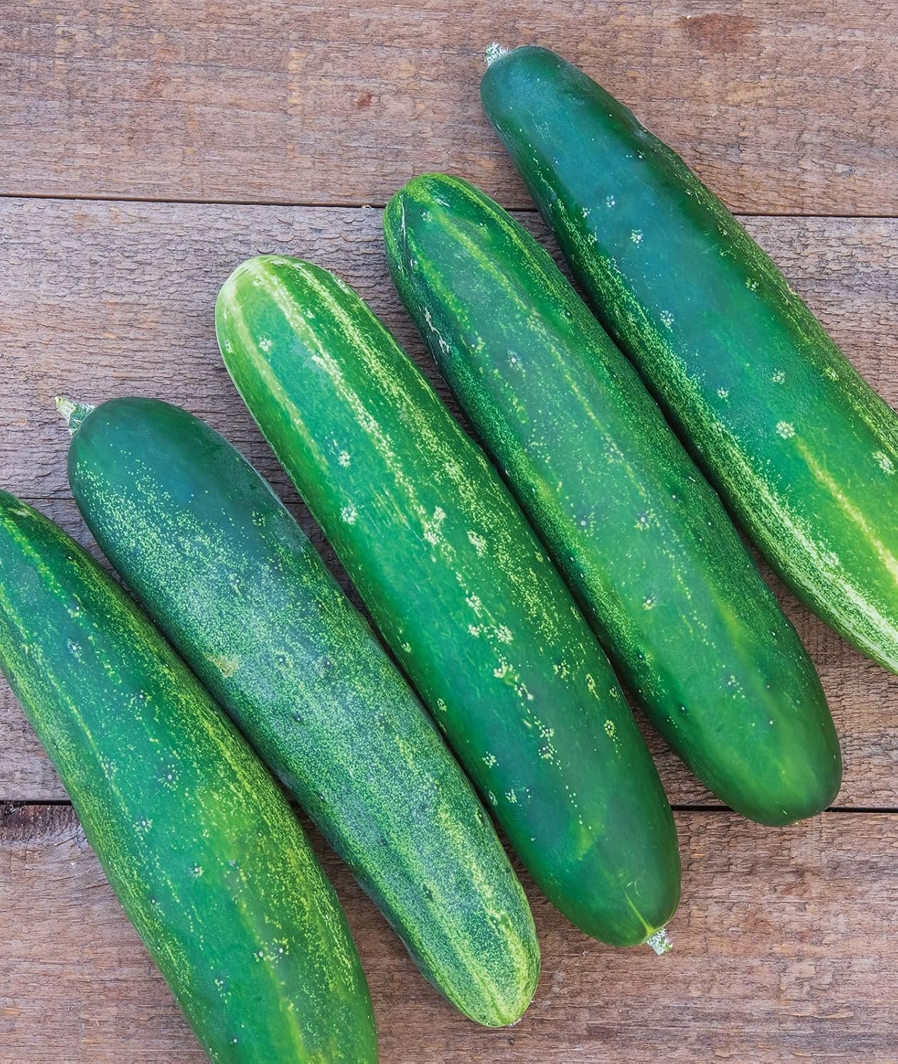 Burpee ‘Straight Eight’ Slicing Cucumber Seeds, 200 Non-GMO seeds, Heirloom