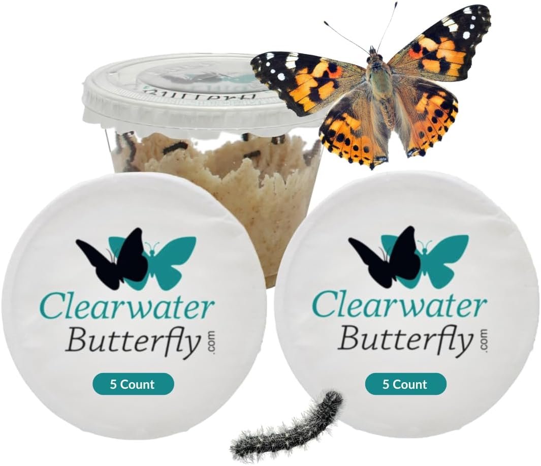 10 Live Painted Lady Caterpillars to Butterflies, Butterfly Activity Kit | Caterpillar Refill for Butterfly Kit, Mesh Cage Not Included, STEM Learning, Live Butterfly Kit