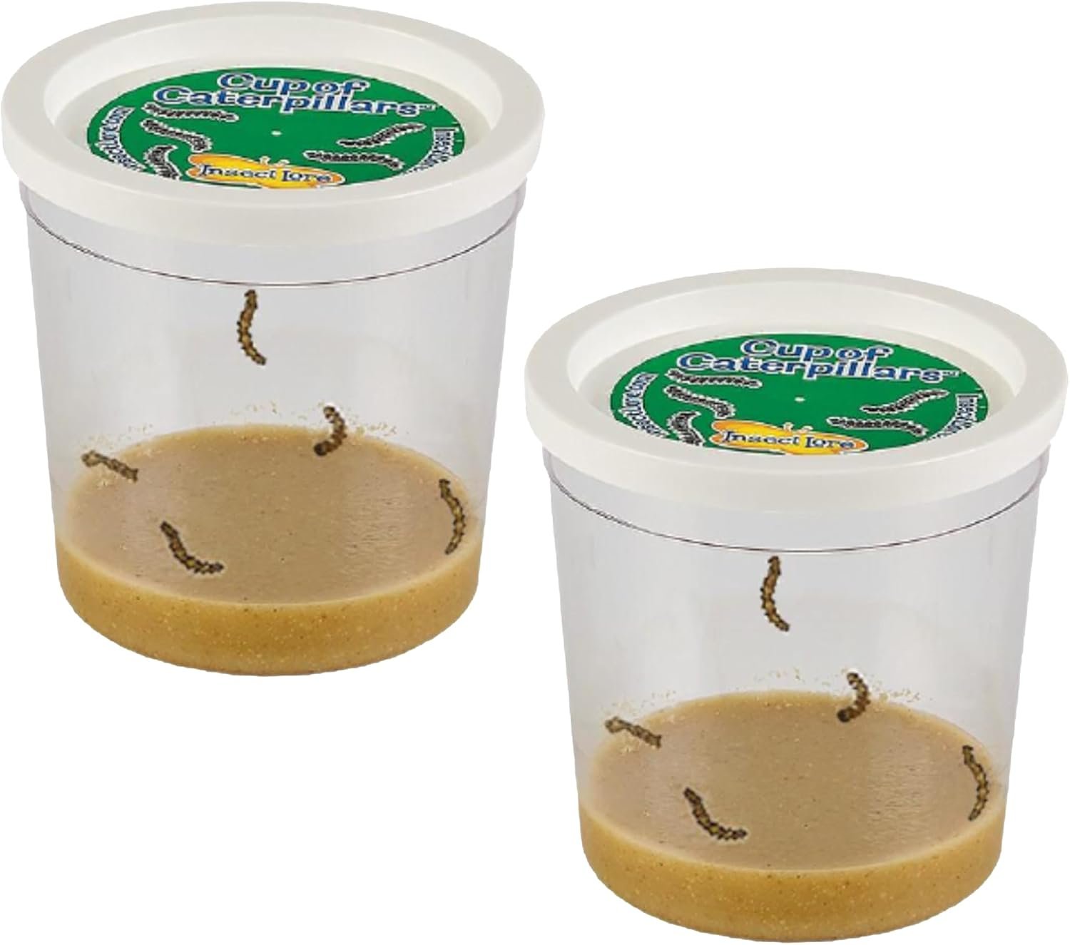 Insect Lore 2 Cups of Caterpillars Basic – 10 Live Baby Painted Lady Caterpillars – Refill for Habitat Kit – Caterpillars and Food Included