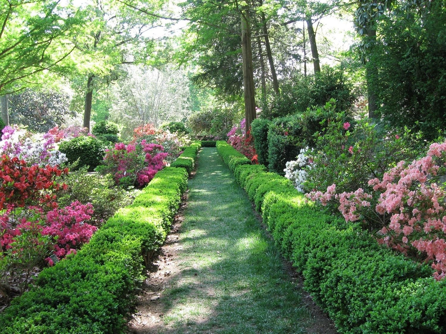 Two Pack of Green Velvet Boxwoods – Low Maintenance – 2 Live Plants 1 Foot Tall by DAS Farms